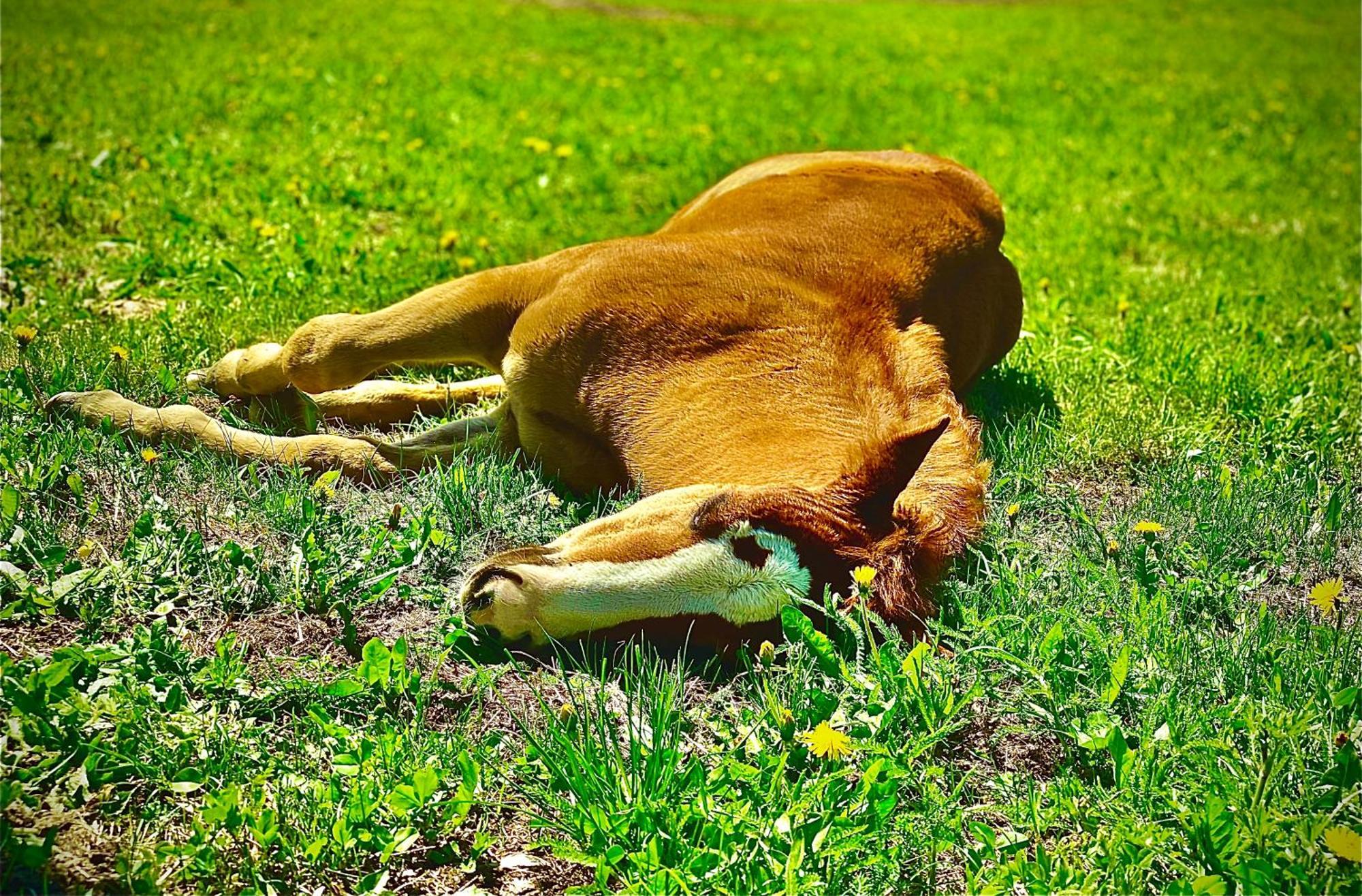 Oberprantschoellhof - Horse Mountain Stable Бресаноне Екстериор снимка
